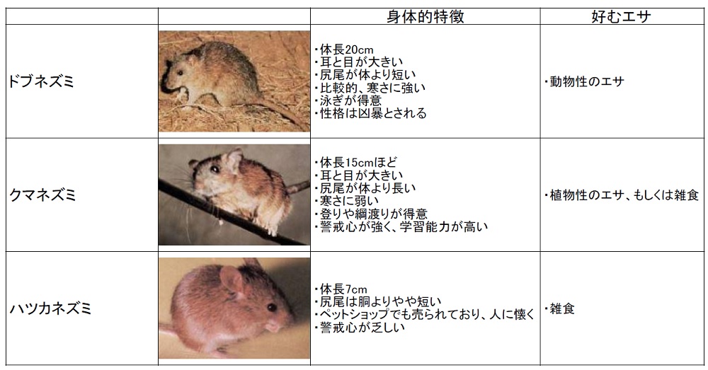 多くの病原菌を運ぶやっかいな存在 飲食店に現れるネズミの害や駆除